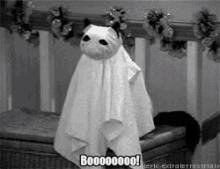 Booo Ghost GIF - Booo Ghost Cat GIFs