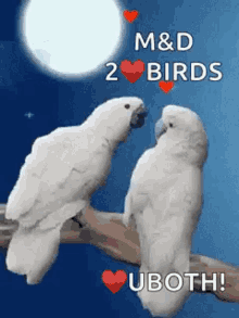 birds love birds sweet cute kiss