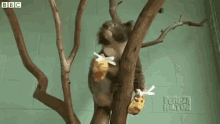 Koala Mittens GIF - Koala GIFs