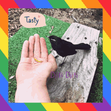djitidjiti willywagtail djitidjiti willywagtail