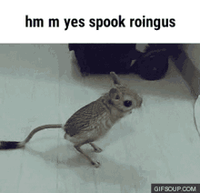 chungus roingus spook meme jerboa