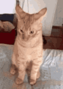 Vexe GIFs | Tenor