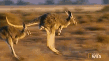 Kangaroo Hopping GIF - Nat Geo Nat Geo Wild Worlds Weirdest GIFs