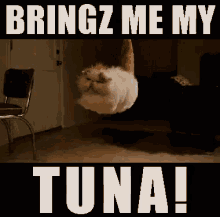 cat angry float psychic tuna