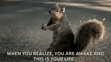 Squirrel Scream When You Realize GIF - Squirrel Scream When You Realize Youre Awake GIFs