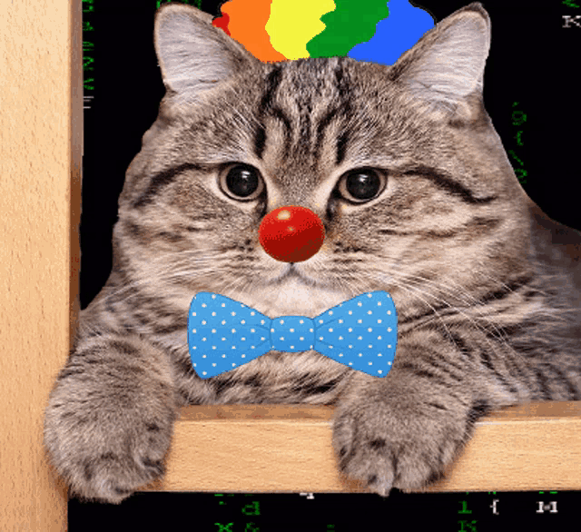 Cat Clown GIF - Cat Clown Matrix - Discover & Share GIFs