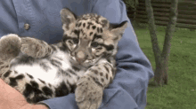 Oh, Brother GIF - Animals Cats Kitten GIFs