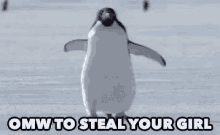 Penguin Steal Your Girl GIF - Penguin Steal Your Girl GIFs