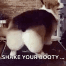 Shake My Booty