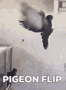 Pigeon Flip GIF - Pigeon Flip GIFs