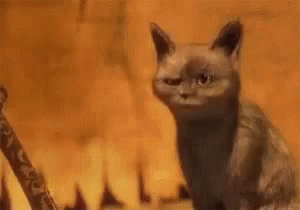 Ooh Ooo GIF - Ooh Ooo Gato GIFs