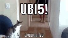 universal cat