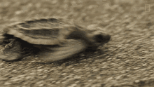 Running World Turtle Day GIF - Running World Turtle Day Untamed GIFs