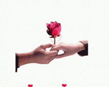 Roses Holding Hands GIF - Roses Holding Hands Hearts GIFs