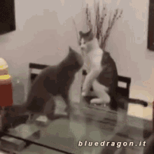 Cat Fight Cat Duel GIF - Cat Fight Cat Duel Cat Martial Art GIFs