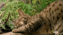 Playful Cat GIF - Nat Geo Nat Geo Wild Worlds Weirdest GIFs