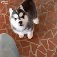 Dog Cute GIF - Dog Cute Puppy GIFs