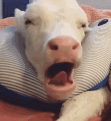 So Tired Baby Cow GIF - So Tired Baby Cow Tongue GIFs