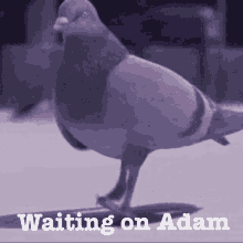 Waiting Waitingonadam GIF - Waiting Waitingonadam Waitingforadam GIFs