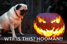 Pug Pumpkin GIF - Pug Pumpkin Halloween GIFs