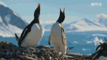penguins penguin