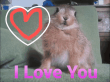 i love you heart hare bunnie