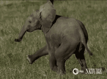 Dancing Elephant GIF - Elephant Play Dance GIFs
