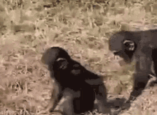 Baby Gorilla Being Jerk GIF - Monkey Oops Fall GIFs