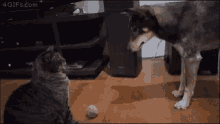 Funny Animals Dogs Cats GIF - Funny Animals Dogs Cats Sharing Is Caring GIFs