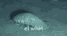 El Wiwi Molly GIF - El Wiwi Molly Isopod GIFs