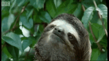 Tired Dead GIF - Tired Dead Sloth GIFs