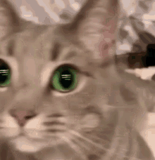 Cat Cats GIF - Cat Cats Cat Green Eyes GIFs