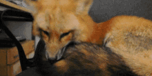 animals animal fox foxes red foz