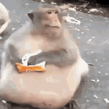 Monkey Eating GIF - Monkey Eating Fat GIFs