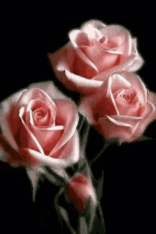 Roses Pink GIF - Roses Pink In Bloom GIFs