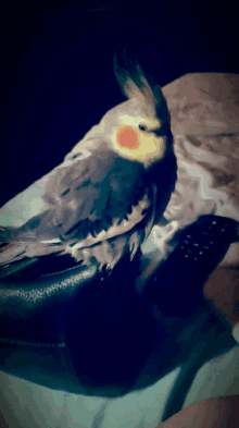youre getting very sleepy bird tired cockatiel