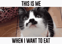 This Is Me When I Want To Eat GIF - This Is Me When I Want To Eat Cat GIFs