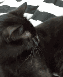 Rishi Cat GIF - Rishi Cat Yawn GIFs