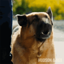barking rex hudson and rex woof woof making noise barking rex hudson and rex woof woof making noise