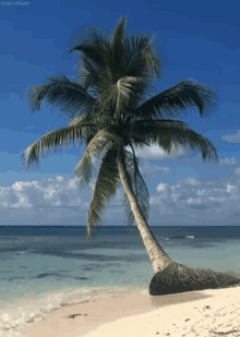 Palm Tree GIF - Palm Tree Happy GIFs