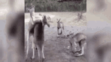 kangaroos fight