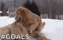 Dog Puppies GIF - Dog Puppies Goals GIFs