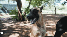 yawning dean schneider liam yawn dog