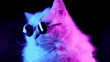 Cat Funny GIF - Cat Funny Glasses GIFs