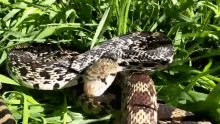bullsnake rattlesnake snake strike hissing mimic