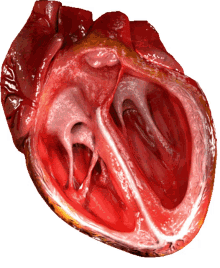 heart heartbeat cgi silentix silentixheart heart heartbeat cgi silentix silentixheart