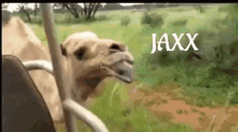 Jaxx Camel GIF - Jaxx Camel Nod GIFs