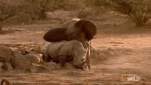 pushing away elephant vs rhino animal fight night world rhino day get off there pushing you back