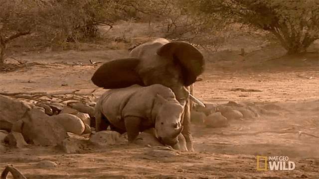 rhinoceros vs elephant