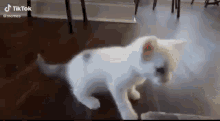 Some Body Come Get Her Cat GIF - Some Body Come Get Her Cat GIFs